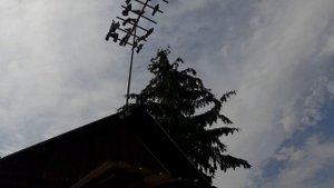 Николаевские голуби 31.07.2025 г