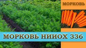 МОРКОВЬ НИИОХ 336 - СРЕДНЕСПЕЛЫЙ ПРИСПОСОБЛЕННЫЙ К ВЫРАЩИВАНИЮ В РЕГИОНАХ С НЕБЛАГОПРИЯТНЫМ КЛИМАТОМ