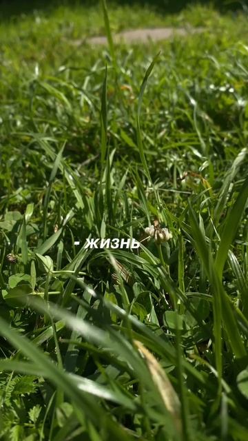 Это жизнь! смотреть онлайн