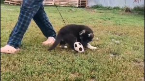 Бастион Фортуны