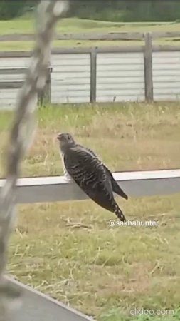 Трясогузка кормит кукушонка