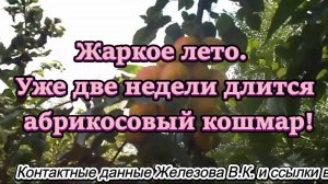 Жаркое лето. Уже две недели длится абрикосовый кошмар!