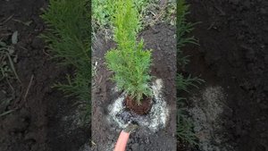 Подробная посадка туи Смарагд