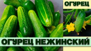 ОГУРЕЦ НЕЖИНСКИЙ - РАСПРОСТРАНЕННЫЙ С ДАВНЕЙ ИСТОРИЕЙ ЛУЧШИЙ ДЛЯ ЗАСОЛКИ И МАРИНОВАНИЯ СОРТ