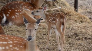 Малыши на оленеферме
