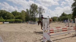 Кубок Калининградской области по коному спорту 2025 конкур в Свободном