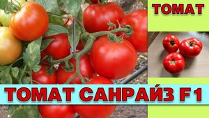 ТОМАТ САНРАЙЗ F1 - РАННИЙ УРОЖАЙНЫЙ УСТОЙЧИВЫЙ К КАПРИЗАМ ПРИРОДЫ И НЕДОСТАТКУ ОСВЕЩЕНИЯ ГИБРИД