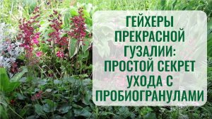 Как Кормилица Микориза и пробиогранулы делают гейхеру роскошной. Прекрасная Гузалия