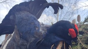 Кулинарный выпуск 1. Тетерев тушеный в сметане