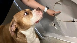 Непослушные псы, которые ведут себя совершенно невинно 😂 Смешные видео с собаками 2025 года