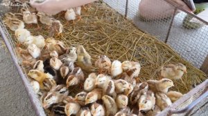 Неугомонная Хуонг. Купите 300 цыплят в инкубаторе. Для продажа на местном рынке.