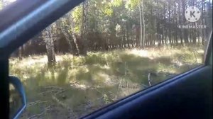 В Сибири началась тихая охота/нашли цикорий