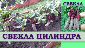 СВЕКЛА ЦИЛИНДРА - ПОПУЛЯРНЫЙ СОРТ УСТОЙЧИВЫЙ К ЗАСУХЕ И БОЛЕЗНЯМ