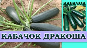 КАБАЧОК ДРАКОША - РАННЕСПЕЛЫЙ УРОЖАЙНЫЙ УСТОЙЧИВЫЙ К ЗАБОЛЕВАНИЯМ СОРТ