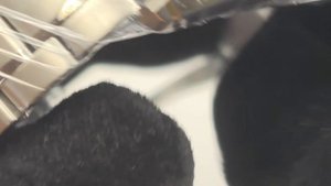 Grand Seiko sbgp017 отправка