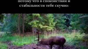 в спокойствии скучно #shorts