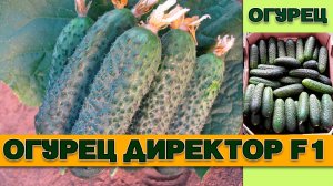 ОГУРЕЦ ДИРЕКТОР F1 - СРЕДНЕРАННИЙ ТЕНЕВЫНОСЛИВЫЙ С ОТЛИЧНОЙ РЕГЕНЕРАЦИЕЙ ОТ ПОГОДНЫХ СТРЕССОВ ГИБРИД