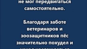 Умер пёс Кругетс — известный «пухляш» из Нижнего Новгорода