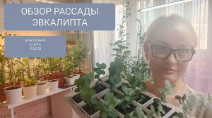 ⚪🟣ОБЗОР РАССАДЫ ЭВКАЛИПТА. ПОСЕВ АПРЕЛЬ-МАЙ-ИЮНЬ.