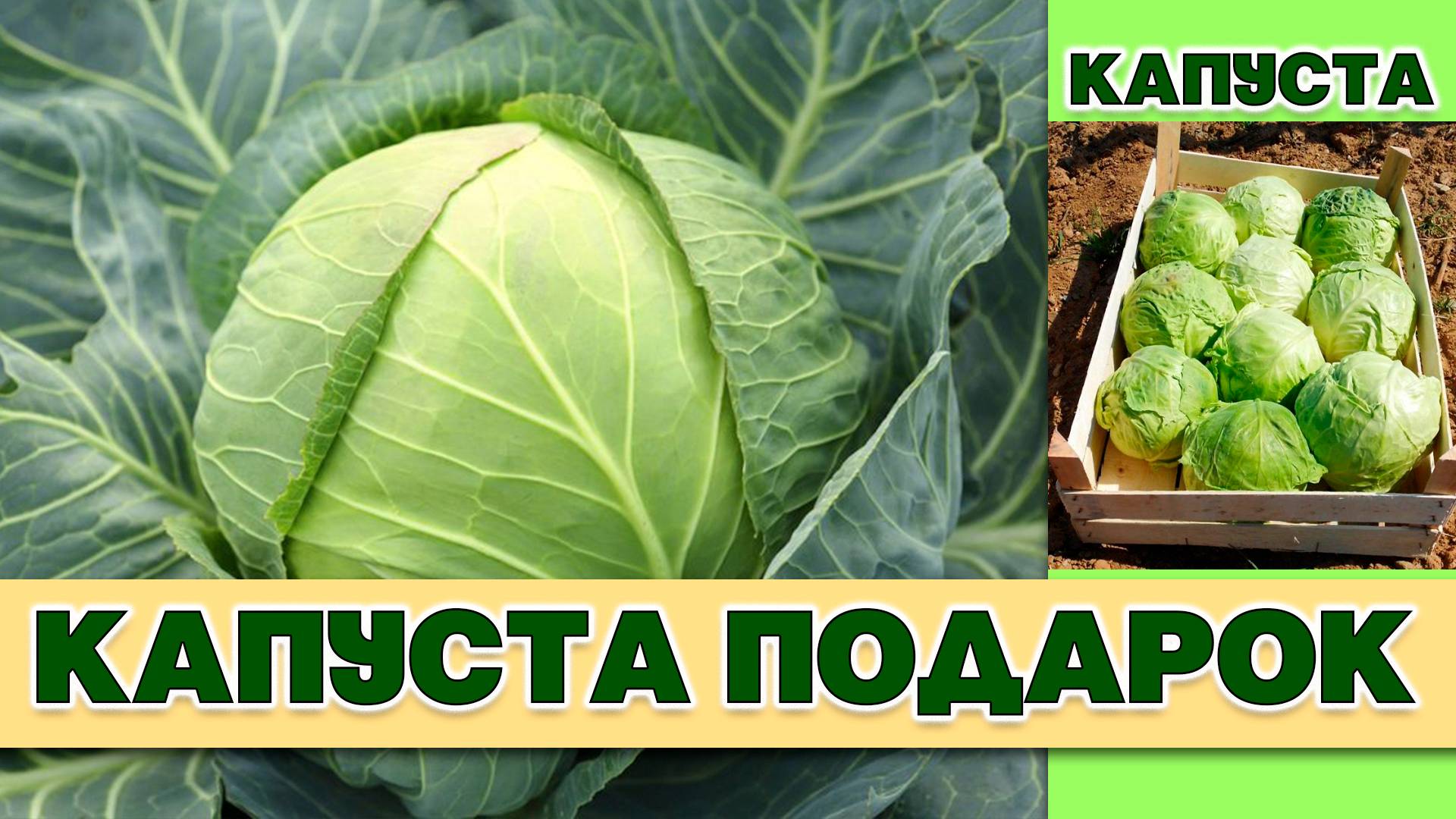 КАПУСТА ПОДАРОК - НАДЕЖНЫЙ СТАРЫЙ СОРТ ОТЛИЧНО ПЕРЕНОСИТ ПЕРЕПАДЫ ТЕМПЕРАТУР И ДОЛГО ХРАНИТСЯ смотреть онлайн