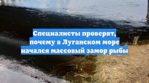 Специалисты проверят, почему в Луганском море начался массовый замор рыбы