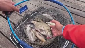 Рыбалка_с_донками_на_карася_и_леща,_ловля_на_фидерные_снасти