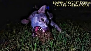 ВОЛК ЯРОСТНО КУСАЕТ ЕЖА !!! Поранилась до крови! Охота волка на ежа. Защита добычи. Оскал волка Луны