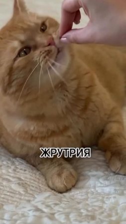 8 самых дорогих шуб #shorts