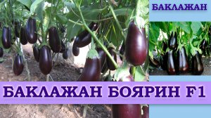БАКЛАЖАН БОЯРИН F1 - НЕПРИХОТЛИВЫЙ УСТОЙЧИВЫЙ К ПЕРЕПАДАМ ТЕМПЕРАТУР И ЗАБОЛЕВАНИЯМ ГИБРИД