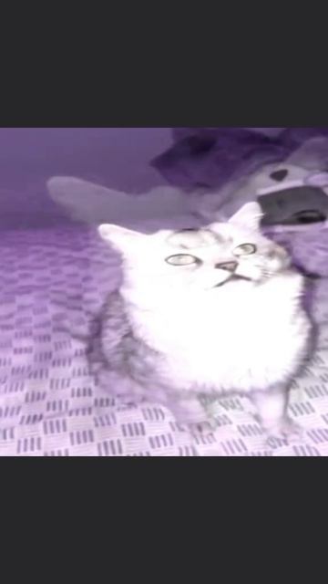 эдит котики