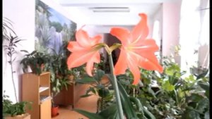 Зимний сад