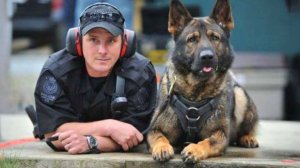 У кого есть качества, необходимые для работы в полиции: немецкой овчарке или бордер-колли