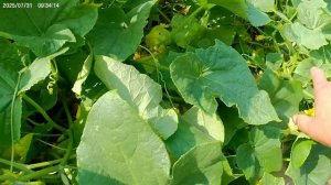 Огурцы Подмосковья, сбор урожая.