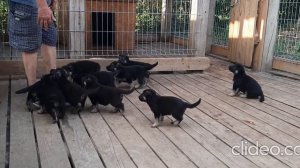 Щенки восточноевропейской овчарки