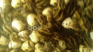 Вывод перепелов в инкубаторе S-781 | Тестирование инкубатора ЭдаИнк S-781