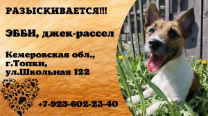 Пропала собака! ЭББИ. Джек-рассел. Кемеровская обл,  г. Топки