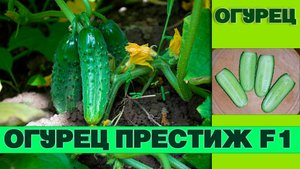 ОГУРЕЦ ПРЕСТИЖ F1 - РАННИЙ, ВЫСОКОУРОЖАЙНЫЙ, УСТОЙЧИВЫЙ К ПЕРЕПАДАМ ТЕМПЕРАТУР ГИБРИД