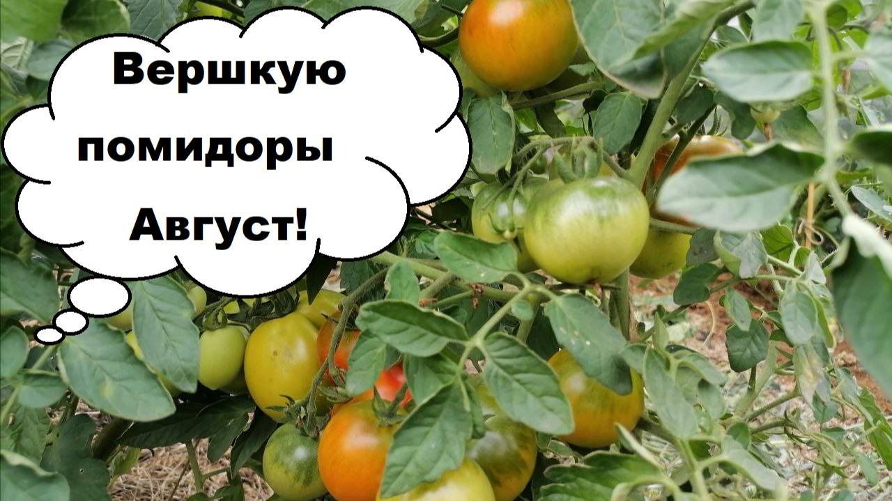 Когда прищипывать помидоры? Чем подкормить в августе?
