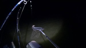 ярость сазана вот это раздача #сазан на дону #дон #рыбалка #донка #рыжий