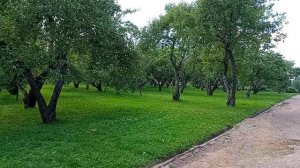 Коломенское музей заповедник Москва. Яблоневые сады,  400 разных видов яблонь на 5 гектарах