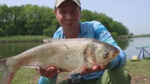 Рыбалка_на_толстолобика, тут_его_больше_чем_карася !