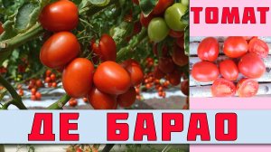 ДЕ БАРАО - ПОПУЛЯРНЫЙ И ЛЮБИМЫЙ ВЫСОКОРОСЛЫЙ СОРТ, ДЛЯ ЦЕЛЬНОПЛОДНОГО КОНСЕРВИРОВАНИЯ И САЛАТОВ