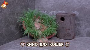 Видео для кошек про крысок развлекать питомцев 🐭🐀😂 (240)