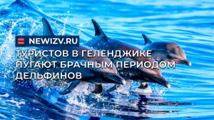 Туристов в Геленджике пугают брачным периодом дельфинов