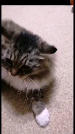 🙂🐱