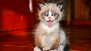 СМЕШНЫЕ ВИДЕОПРИКОЛЫ |Смешные моменты с животными |Я РЖАЛ ДО СЛЕЗ|ПОДБОРКА ПРИКОЛОВ