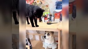 VID_20250731_035639_279.mp4