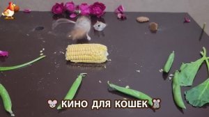 Видео для кошек про крысок развлекать питомцев 🐭🐀😂 (241)