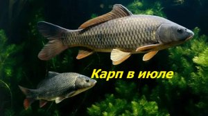 КАК ЛОВИТЬ КАРПА в ИЮЛЕ? НАЖИВКИ и СНАСТИ для ЛОВЛИ КАРПА в ИЮНЕ. МЕСТА и ВРЕМЯ для ЛОВЛИ КАРПА