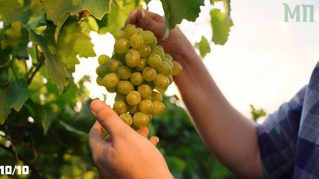 ВИНОГРАД - ПОЛЬЗА И ВРЕД ЯГОДА БОГОВ УНИКАЛЬНЫЕ СВОЙСТВА ВИНОГРАДА НЕ ТОЛЬКО ПОЛЬЗА